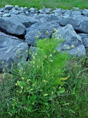 Raphanus raphanistrum landra