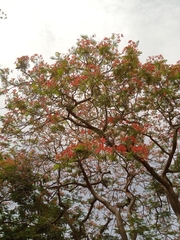 Delonix regia image