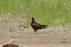 Hamirostra melanosternon