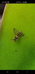 Cerceris calida