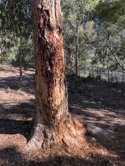 Corymbia eximia