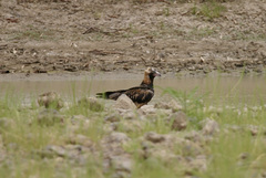 Hamirostra melanosternon