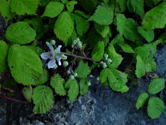 Rubus rubritinctus