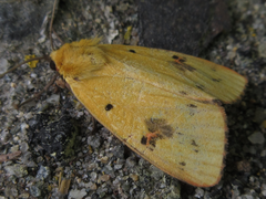 Rhyparioides subvaius