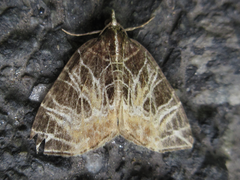 Evecliptopera illitata