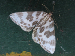 Gandaritis whitelyi