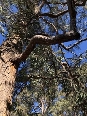 Corymbia eximia