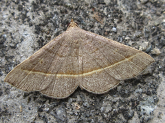 Paracolax trilinealis