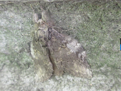 Peridea gigantea