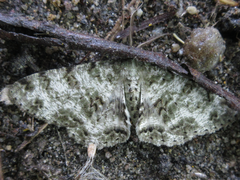 Ophthalmitis albosignaria