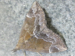 Hypena nigrobasalis