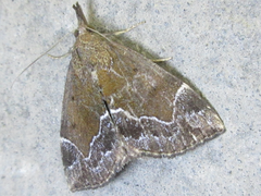 Hypena nigrobasalis