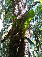 Bulbophyllum occlusum image