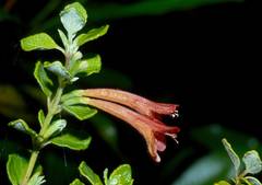 Clinopodium tomentosum