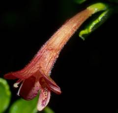 Clinopodium tomentosum