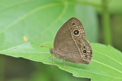 Mycalesis intermedia