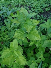 Alkekengi officinarum