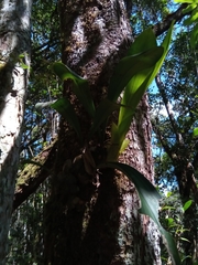 Bulbophyllum occlusum image