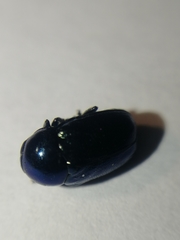 Cryptocephalus violaceus