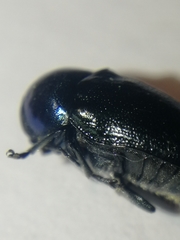 Cryptocephalus violaceus
