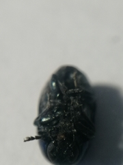 Cryptocephalus violaceus