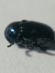 Cryptocephalus violaceus