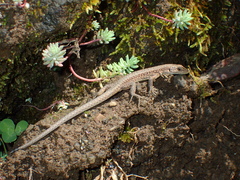Georgian Lizard photo 4