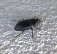 Harpalus calceatus