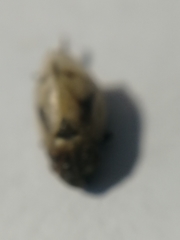 Lepyronia coleoptrata