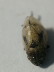 Lepyronia coleoptrata