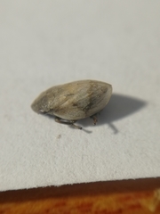 Lepyronia coleoptrata