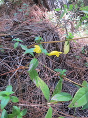 Clinopodium macrostemum