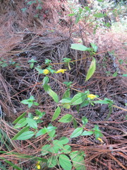 Clinopodium macrostemum