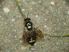 Diprioninae