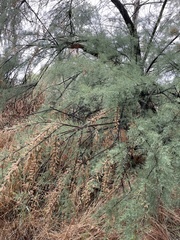 Tamarix gallica