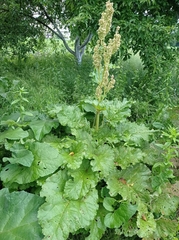 Rumex alpinus