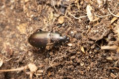 Harpalus distinguendus