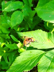 Volucella inflata
