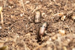 Harpalus distinguendus