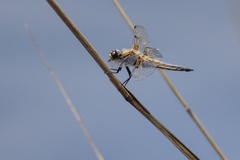 Libellula quadrimaculata