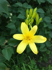 Hemerocallis lilioasphodelus
