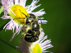 Trichiotinus assimilis