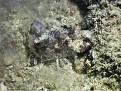 Centrogenys vaigiensis