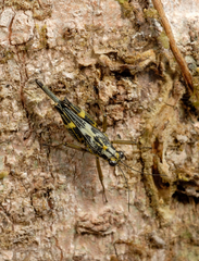 Scaria