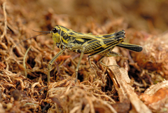 Scaria