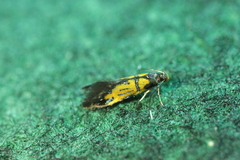 Schiffermuelleria schaefferella