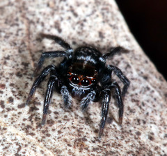 Saitis virgatus