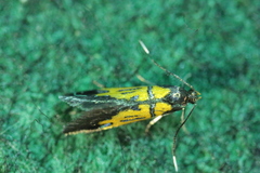 Schiffermuelleria schaefferella