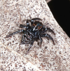 Saitis virgatus