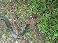 Bufo verrucosissimus